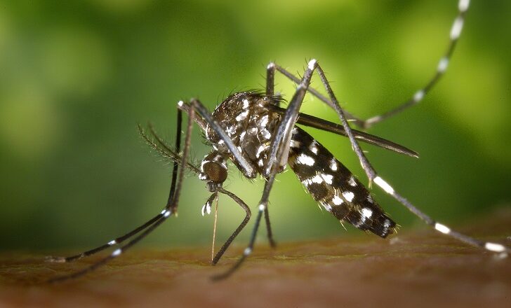 Mitos y verdades sobre el dengue