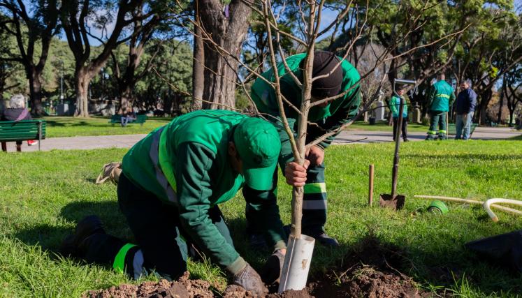 Buenos Aires plantará un 50% más de árboles que el año pasado