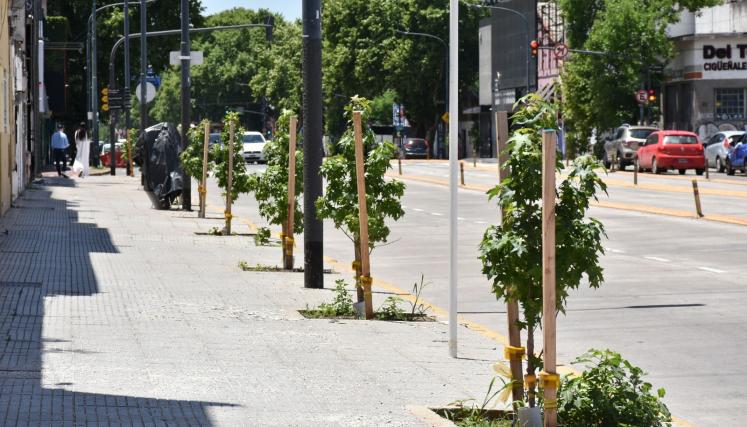 La Ciudad sumó más de 18 mil árboles nuevos