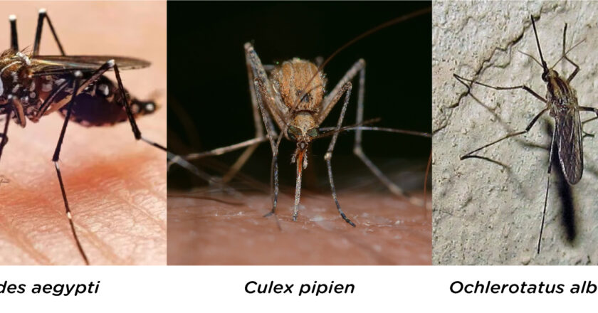 Comenzó la campaña de vacunación contra el dengue