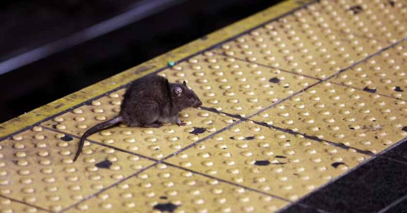 Alerta por ratas en la Ciudad