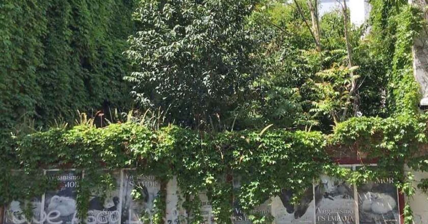Convertir un baldío en reserva ecológica